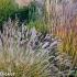 Amethyst Prairie Garden