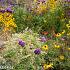 Citrine Prairie Garden