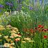 Citrine Prairie Garden