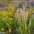 Citrine Prairie Garden