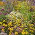 Citrine Prairie Garden