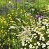 Citrine Prairie Garden