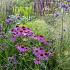 Citrine Prairie Garden