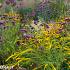 Citrine Prairie Garden