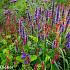 Cobalt Prairie Garden