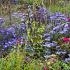 Cobalt Prairie Garden