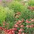 Copper Prairie Garden