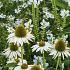 Crystal Prairie Garden