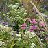 Fluorite Prairie Garden