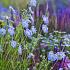 Fluorite Prairie Garden