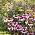 Fluorite Prairie Garden