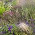 Garnet Prairie Garden