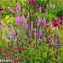 Garnet Prairie Garden