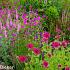 Garnet Prairie Garden