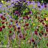 Garnet Prairie Garden