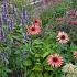 Garnet Prairie Garden