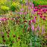 Garnet Prairie Garden