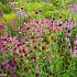 Garnet Prairie Garden