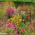 Jasper (Jaspis) Prairie Garden