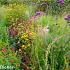 Jasper (Jaspis) Prairie Garden