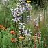 Jasper (Jaspis) Prairie Garden