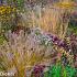 Jasper (Jaspis) Prairie Garden