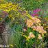 Jasper (Jaspis) Prairie Garden