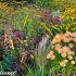 Jasper (Jaspis) Prairie Garden