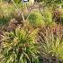 Onyx Prairie Garden