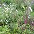 Onyx Prairie Garden