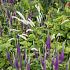 Onyx Prairie Garden