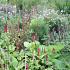 Onyx Prairie Garden