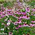 Quartz Prairie Garden