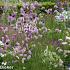 Quartz Prairie Garden