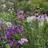 Quartz Prairie Garden