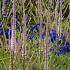 Quartz Prairie Garden