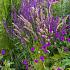 Quartz Prairie Garden