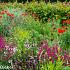 Ruby Prairie Garden