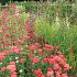 Ruby Prairie Garden