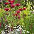 Ruby Prairie Garden