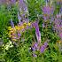 Sapphire Prairie Garden