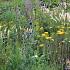 Sapphire Prairie Garden