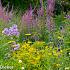 Sapphire Prairie Garden