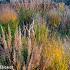 Silver Prairie Garden