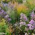 Silver Prairie Garden