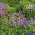 Spinel Prairie Garden