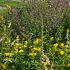 Sulfur Prairie Garden