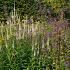 Sulfur Prairie Garden