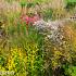 Topaz Prairie Garden