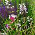 Topaz Prairie Garden